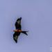 Red Kite by carolmw