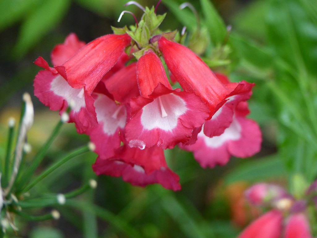 Penstemon  by foxes37