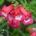 Penstemon  by foxes37
