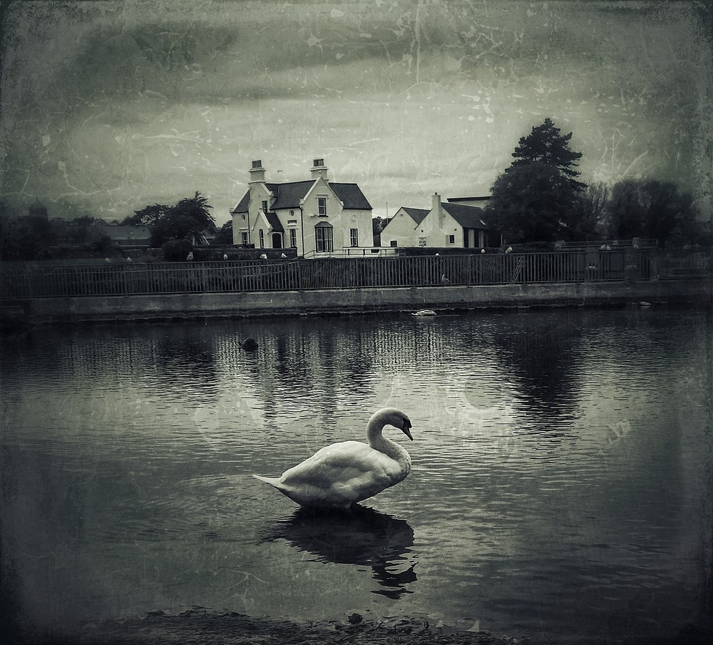 swan by jack4john