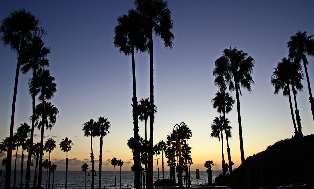 Palms at San Clemente by terryliv