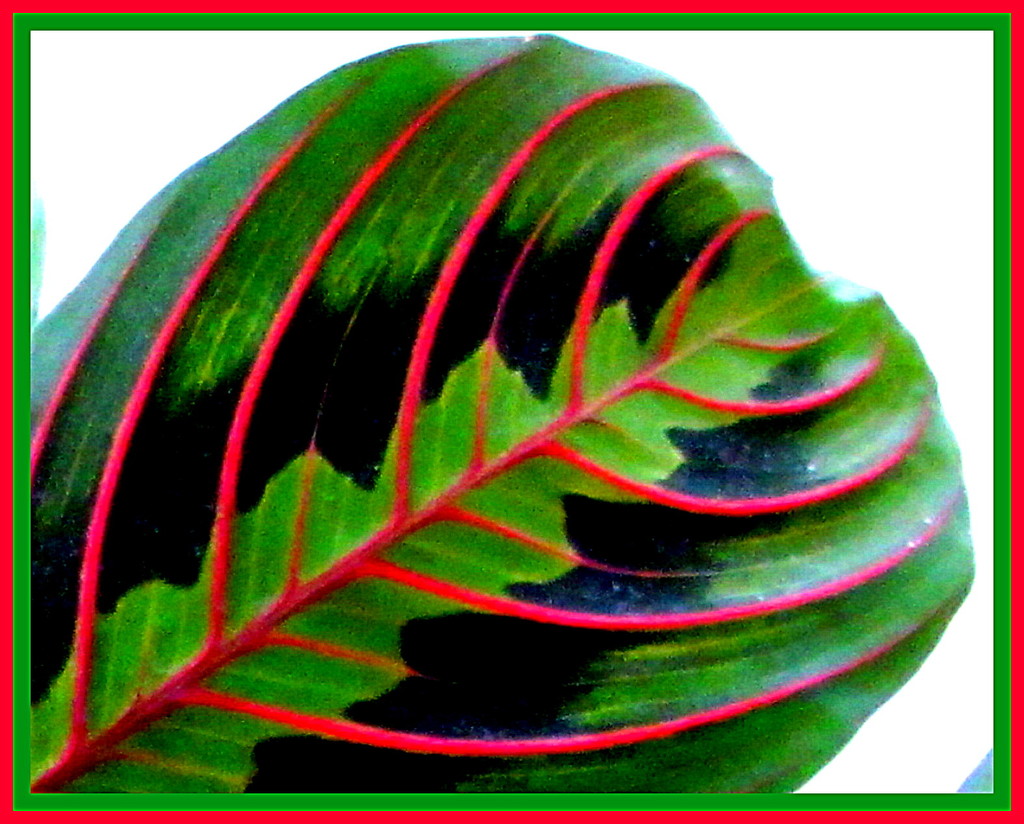 A close up of a Maranatha Leaf. by grace55