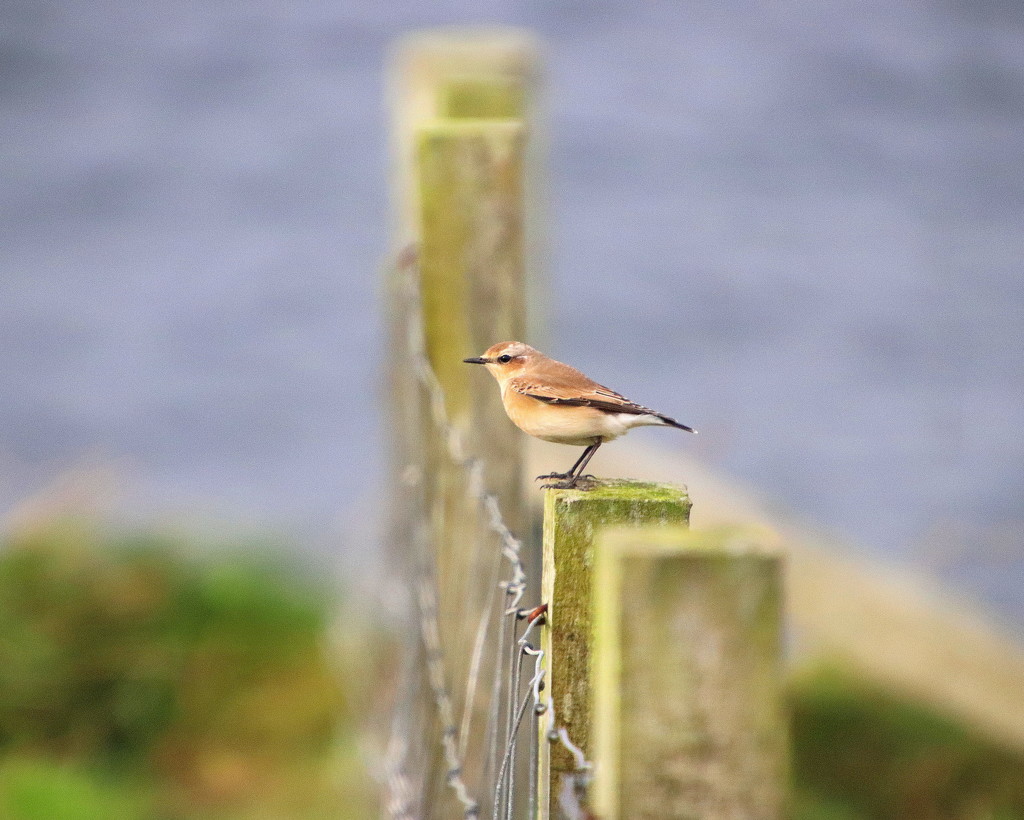 Wheatear by lifeat60degrees