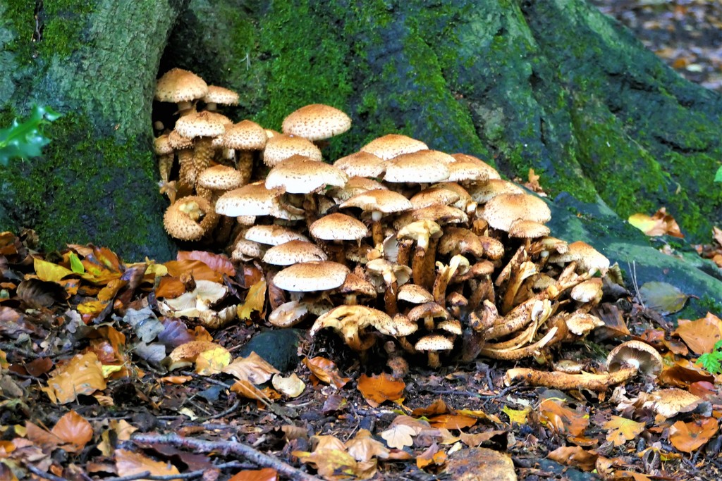 Multitude of Mushrooms by carole_sandford