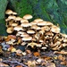 Multitude of Mushrooms by carole_sandford