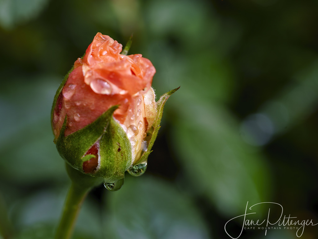 Rosebud After the Rain by jgpittenger