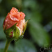 Rosebud After the Rain by jgpittenger