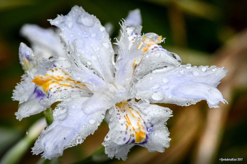 Iris Japonica by yorkshirekiwi