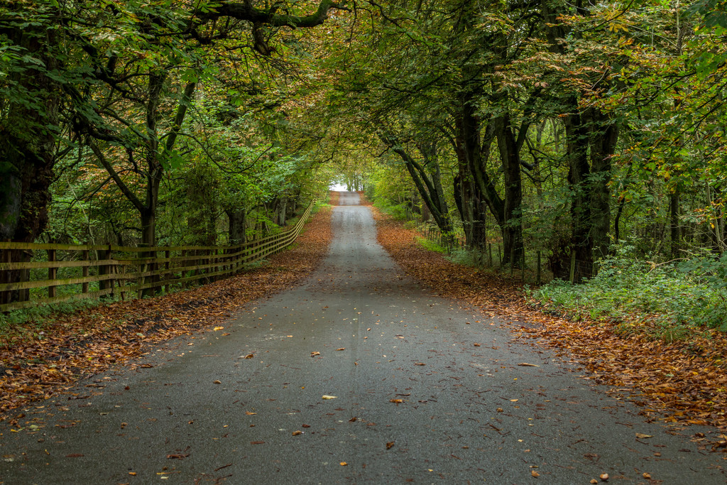 Road to Autumn  by rjb71