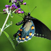 Pipevine Swallowtail by rhoing