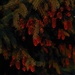 Pinecones In The Sunset Glow by bjchipman