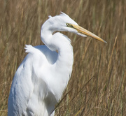 1st Oct 2017 - Great egret scowling