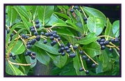 2nd Oct 2017 - Laurel berries 