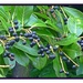 Laurel berries  by beryl