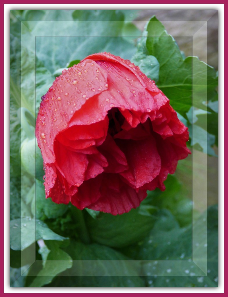 Poppy in the rain  by beryl