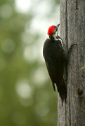 1st Oct 2017 - Pileated Woodpecker