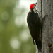 Pileated Woodpecker by gq