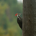 Woodpecker by gq