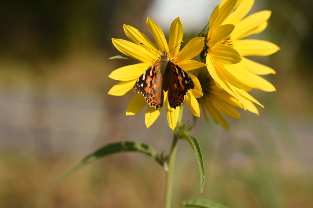 NF-SOOC-2017 Day 28 Butterfly on the Sun by farmreporter