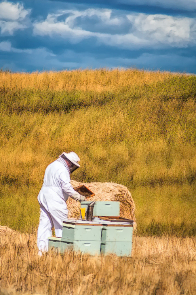 Bee Keeper in Action Before the Storm by 365karly1