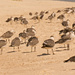 Abundance of Seagulls! by rickster549