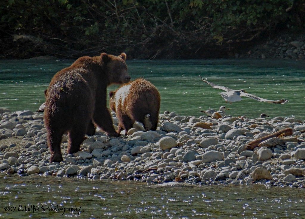 Grizzly Sow and Cub by kathyo