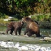 Grizzly Sow and 3 year Cub by kathyo