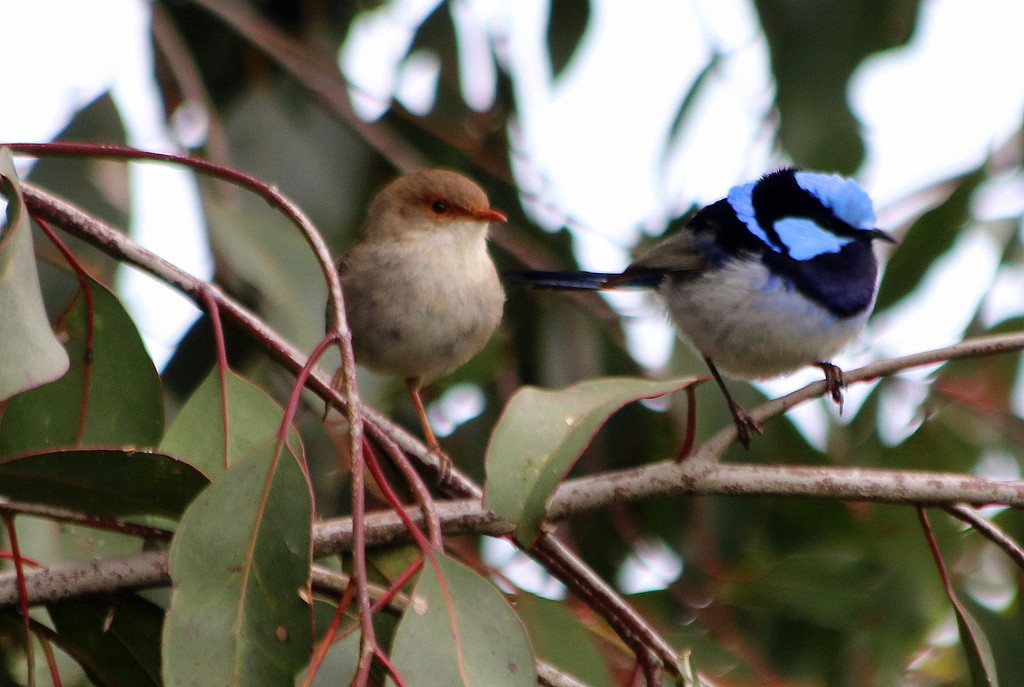 Mr & Mrs Blue Wren looking for our spring by gilbertwood