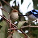 Mr & Mrs Blue Wren looking for our spring by gilbertwood