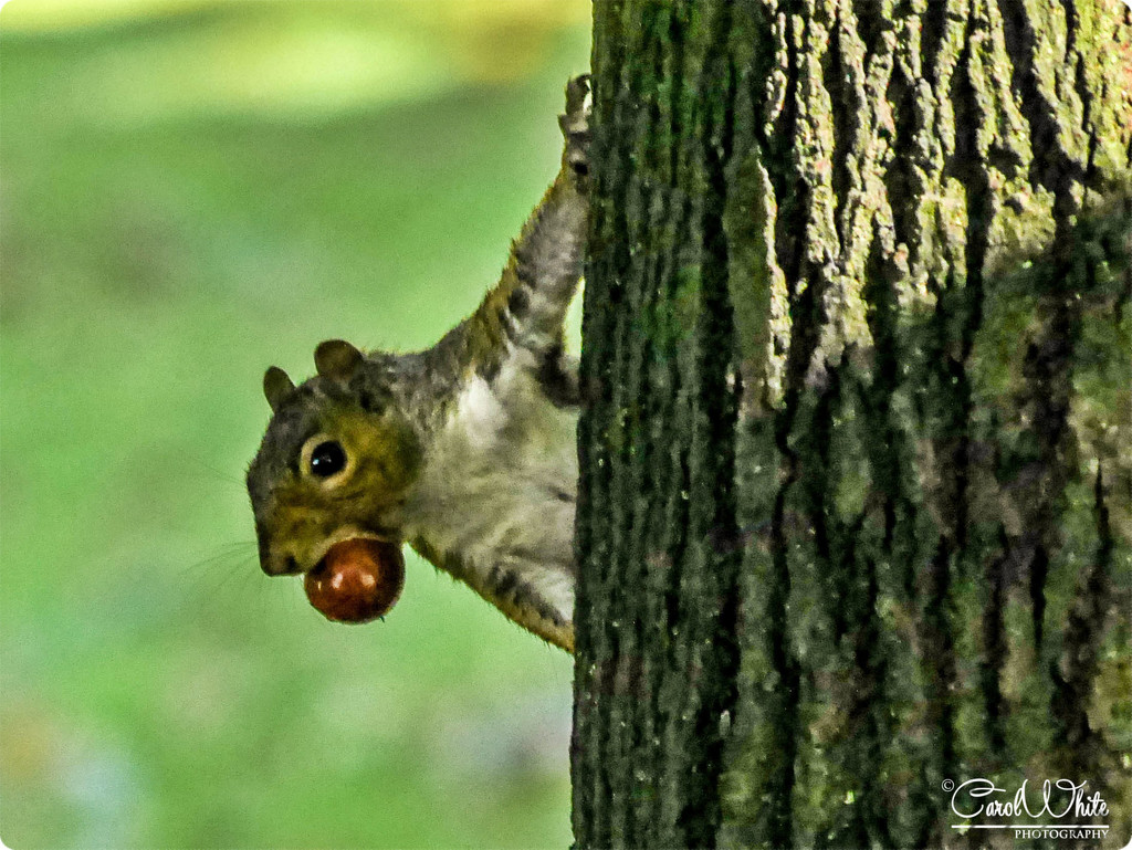 Cheeky Squirrel by carolmw