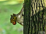 2nd Oct 2017 - Cheeky Squirrel