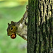 Cheeky Squirrel by carolmw