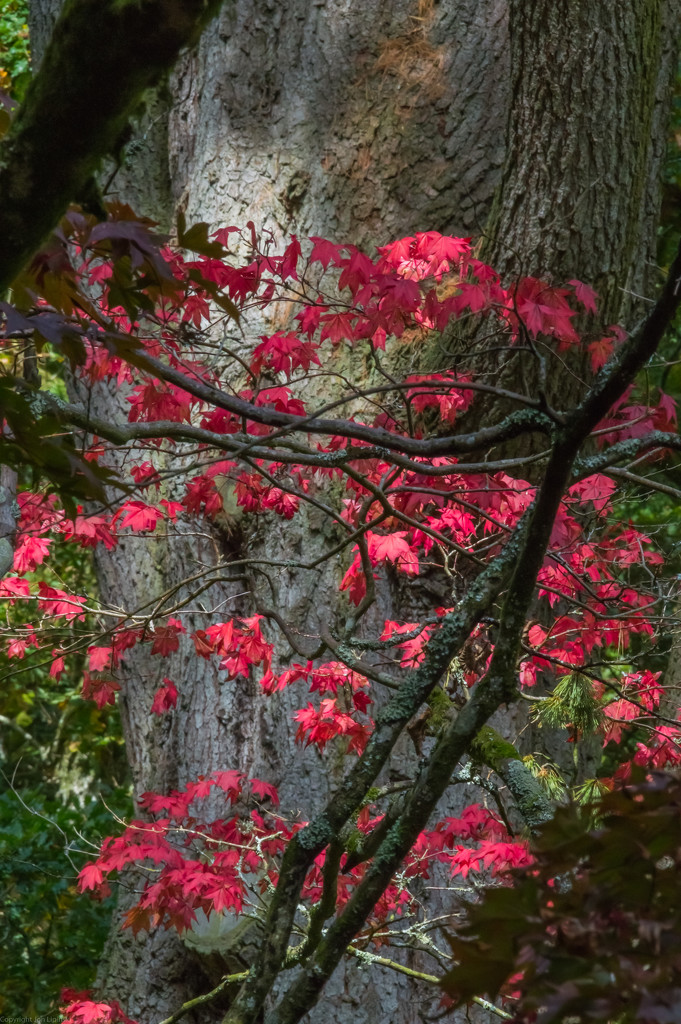 Red leaves in sunshine by jon_lip