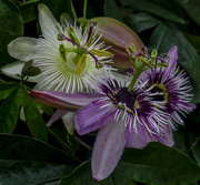 2nd Oct 2017 - Passion Flowers