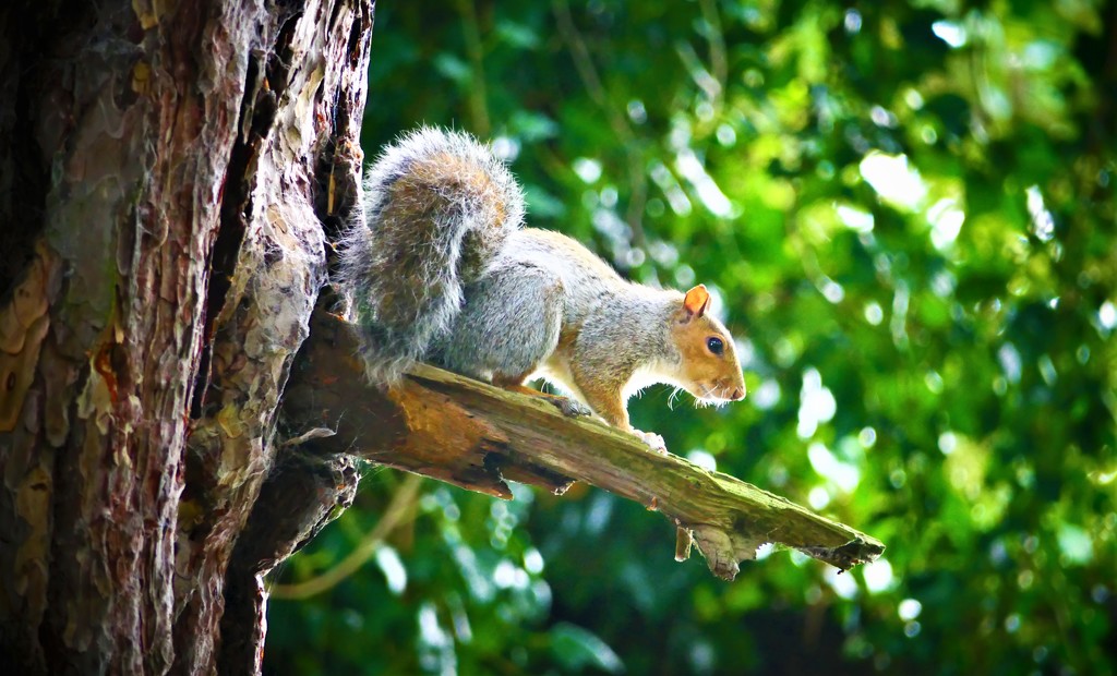 Hartsholme Squirrel by carole_sandford