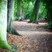 Woodland Path by carole_sandford