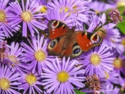 2nd Oct 2017 - Peacock Butterfly on Aster