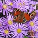 Peacock Butterfly on Aster by mattjcuk