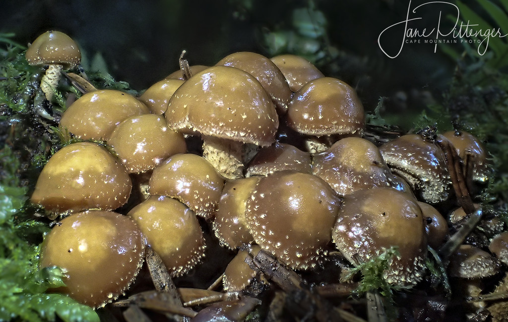 Fungus Cluster by jgpittenger