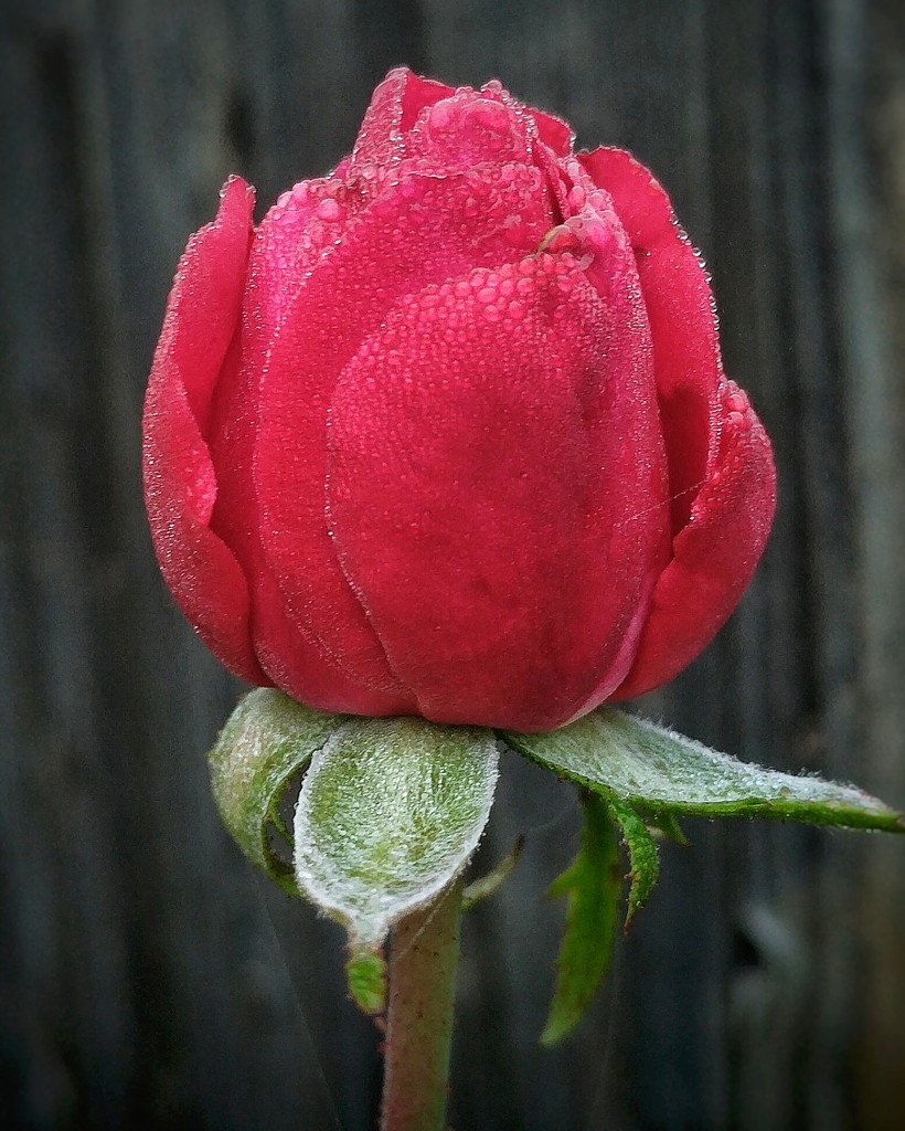 The Rose Knows... by irishmamacita10