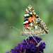 Painted Lady by rhoing