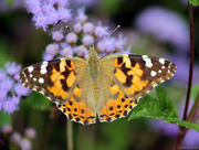 31st Aug 2017 - Painted Lady
