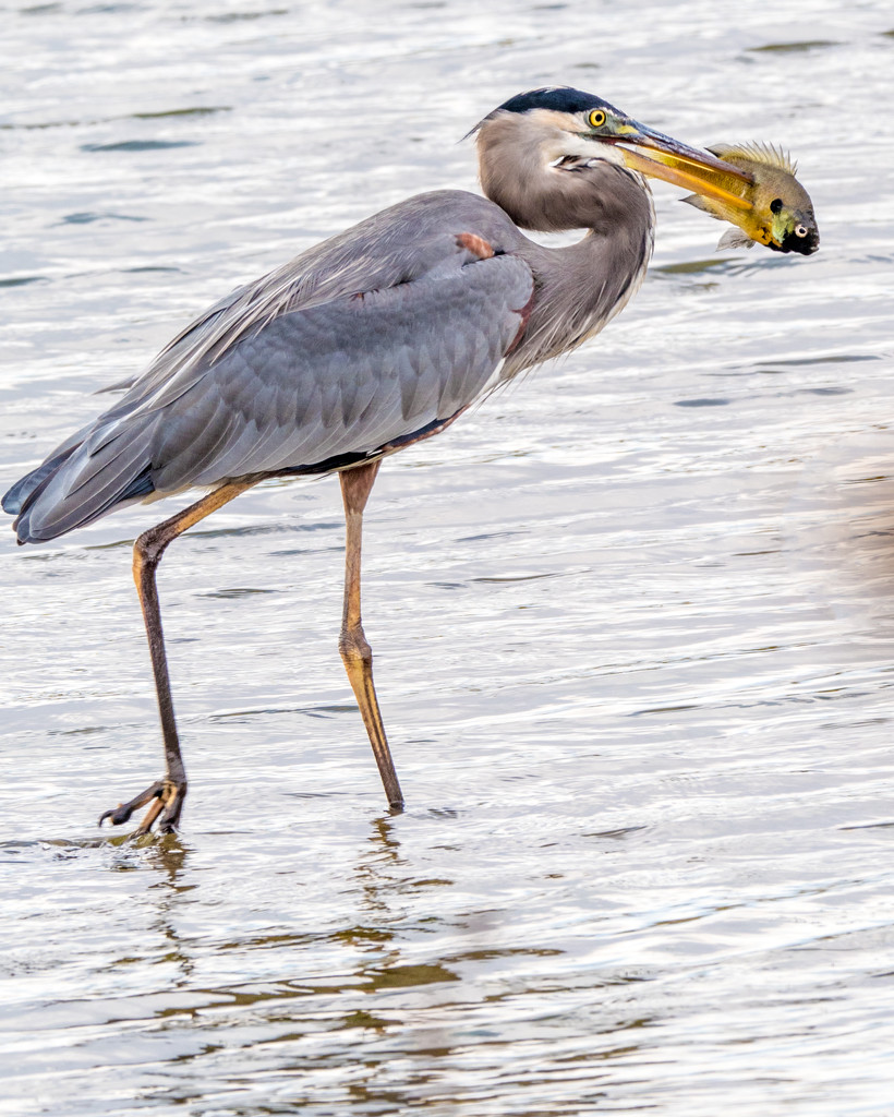 Great Blue Heron with a fish  by rminer
