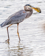 2nd Oct 2017 - Great Blue Heron with a fish 