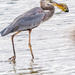 Great Blue Heron with a fish  by rminer