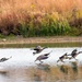 Geese Landing by rminer