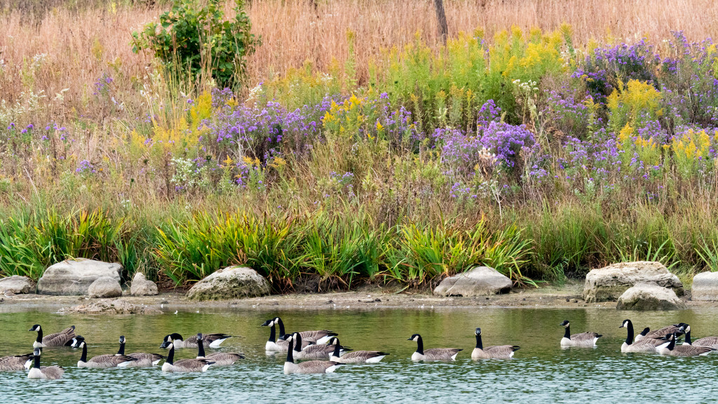 Geese before wildflowers by rminer