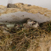 Sparrow Nest by salza