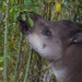 Tapir by leonbuys83