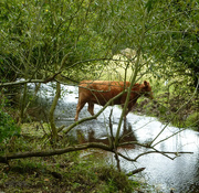 2nd Oct 2017 - Walking alongside the stream saw this cow haveing a paddle...